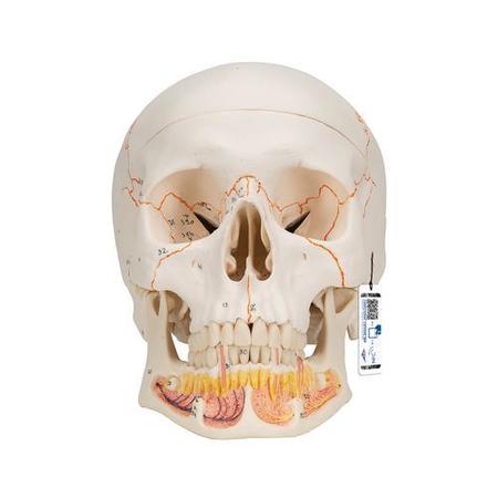 Classic Skull Opened Jaw 3 part - w/ 3B Smart Anatomy -  3B SCIENTIFIC, 1020166